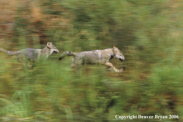 Grey wolf pups running.