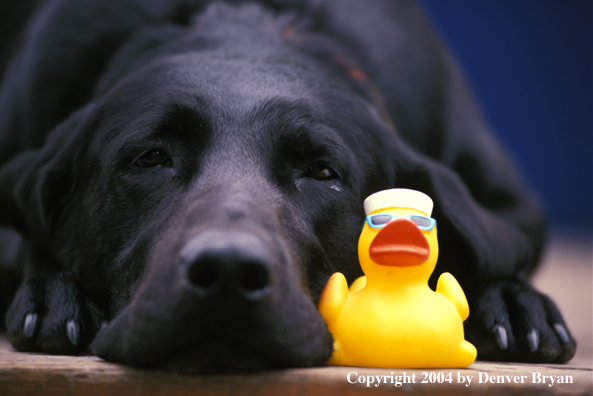 Black Labrador Retriever with rubber ducky