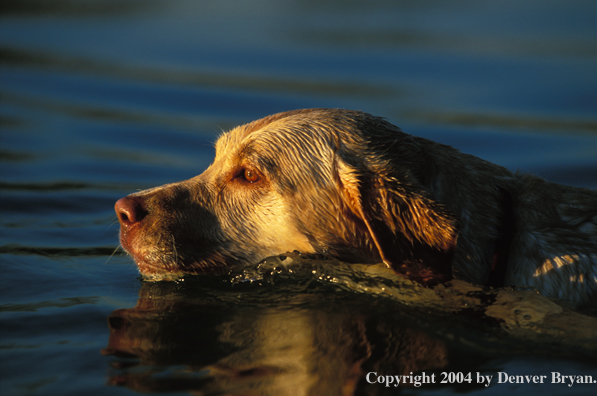 Yellow Labrador Retriever swimming