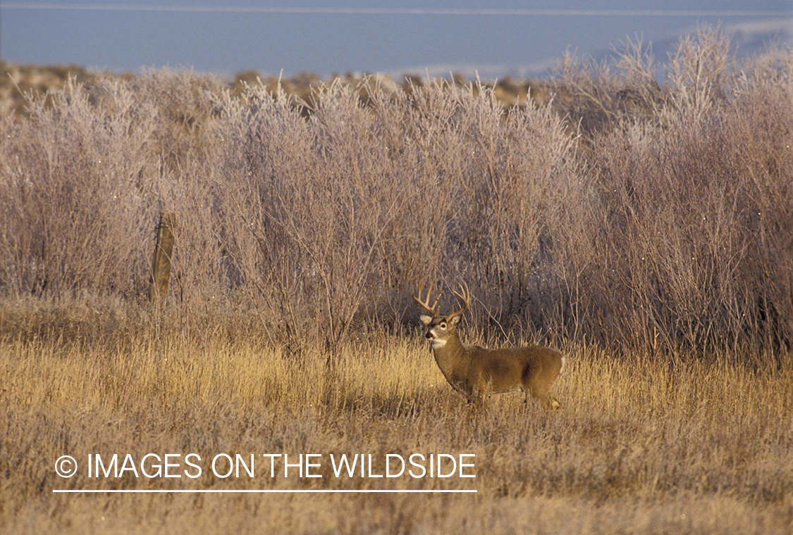 Whitetail deer in habitat.