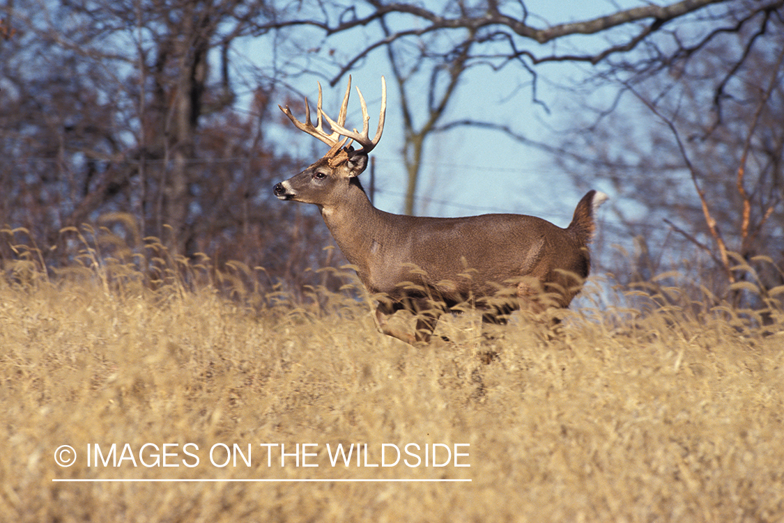 Whitetailed deer running.