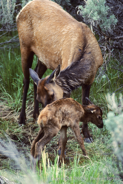 Cow cleaning newborn calf.