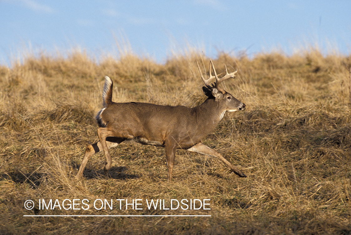 Whitetail deer running.