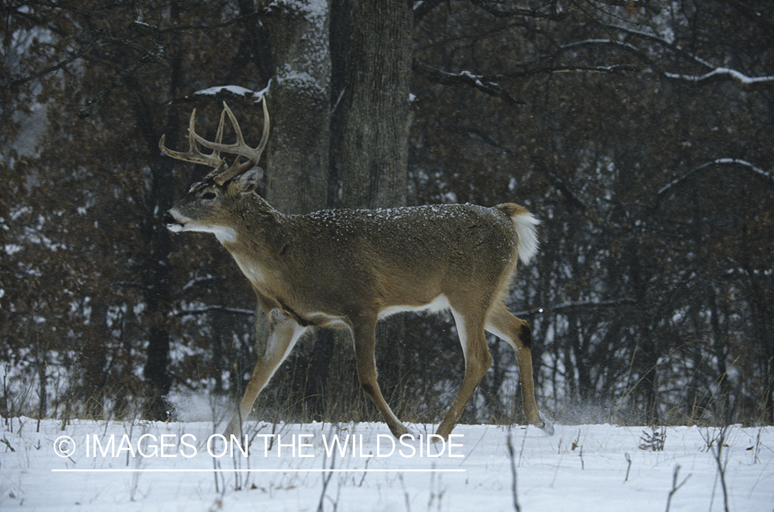 White-tailed deer in habitat