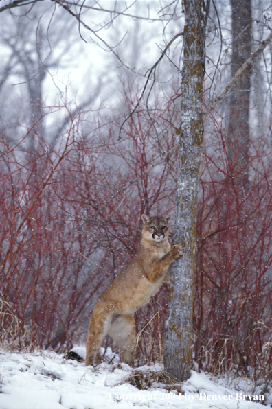 Mountain lion in habitat