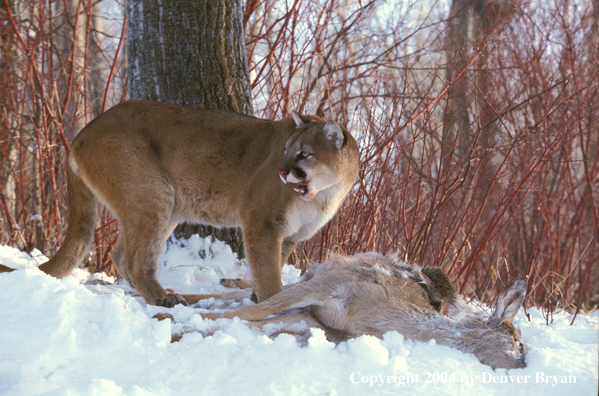 Mountain lion with kill.