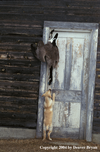 Yellow Labrador Retriever pup sniffing Canada Goose