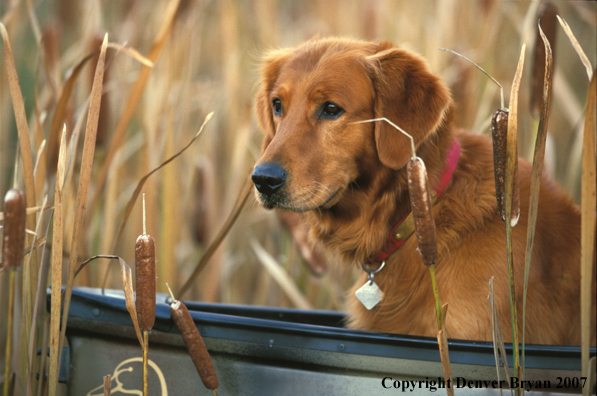 Golden Retriever in boat.