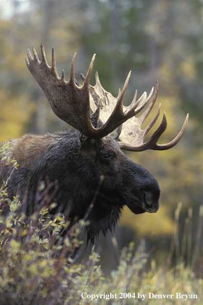 Bull moose in habitat.