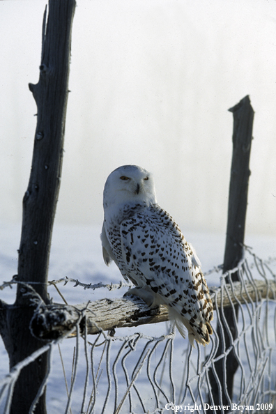 Snowy Owl perched on fence