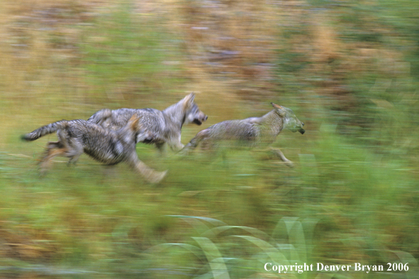 Grey wolf pups running.
