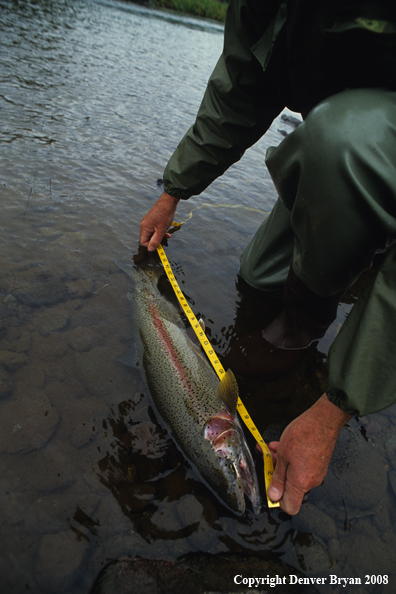 Flyfisherman Measuring Large Rainbow Trout