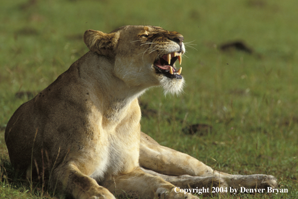 Female African lion in habitat.  Africa