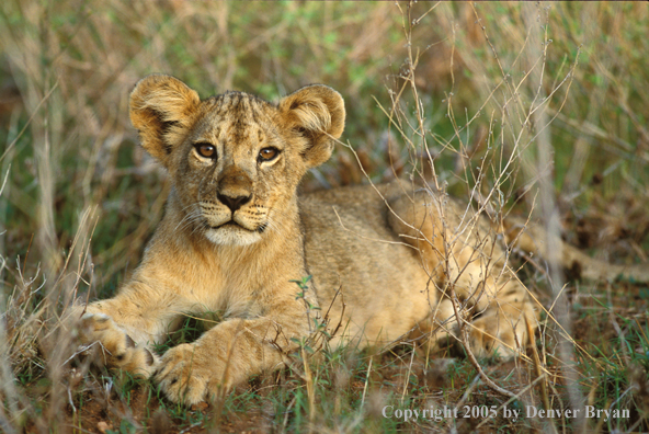 Lion cub in habitat. Africa.