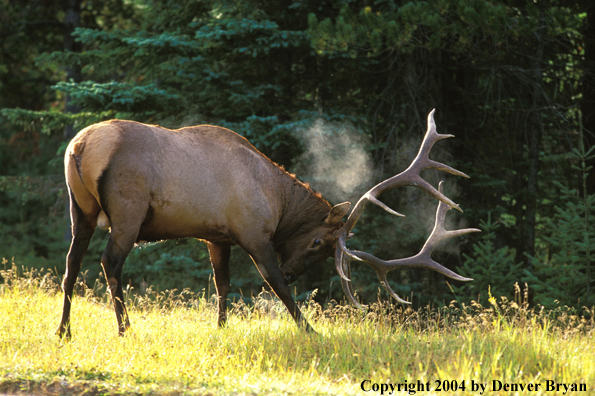 Bull elk in habitat.