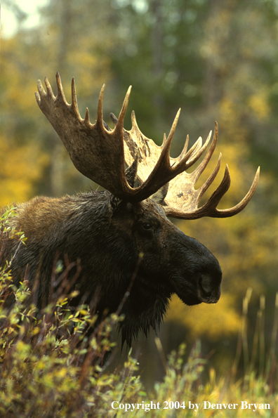 Bull moose in habitat.