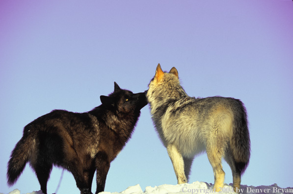 Gray wolves in habitat.