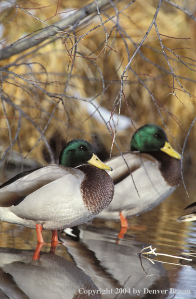 Mallard drakes standing in water