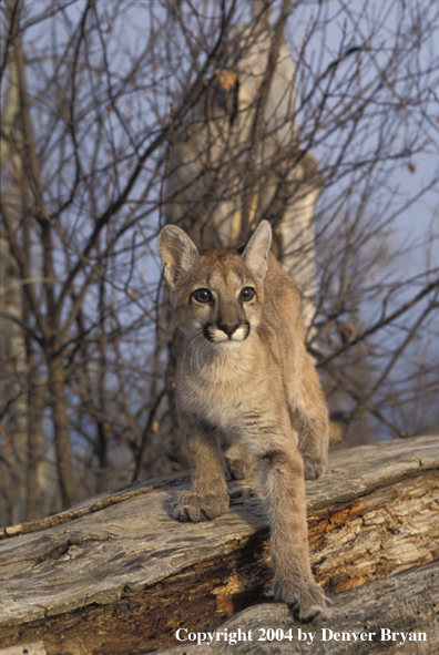 Mountain lion cub in habitat