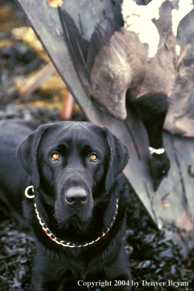 Black Labrador Retriever with Canada goose.