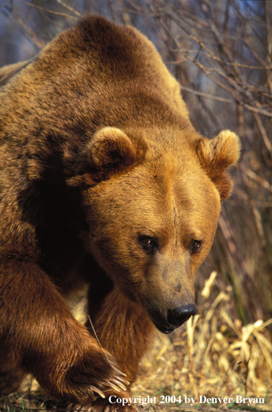 Grizzly Bear walking (portrait)