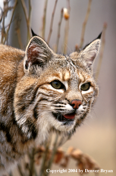 Bobcat in habitat.