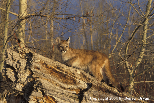 Mountain lion cub in habitat