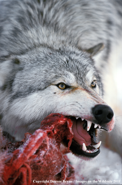 Gray wolf feeding on kill.