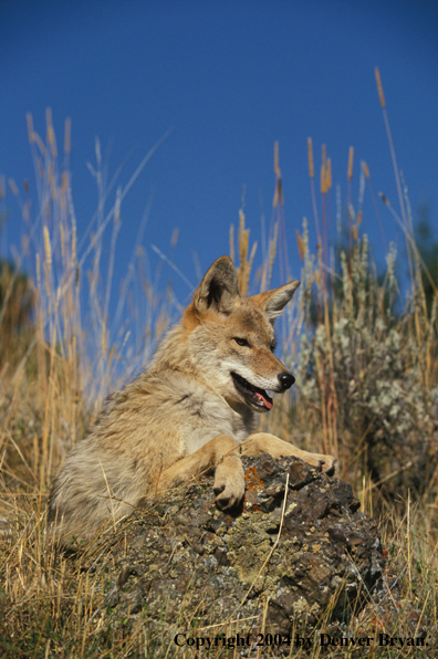 Coyote in habitat.