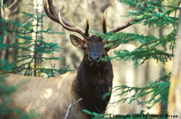 Bull elk in habitat.