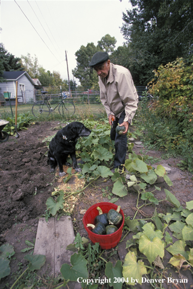 Black Labrador Retriever helping owner in garden