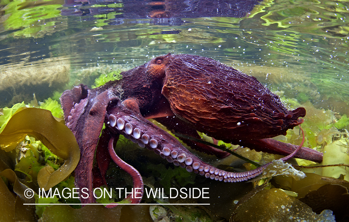 Octopus in habitat at Olympic Peninsula, WA. 
