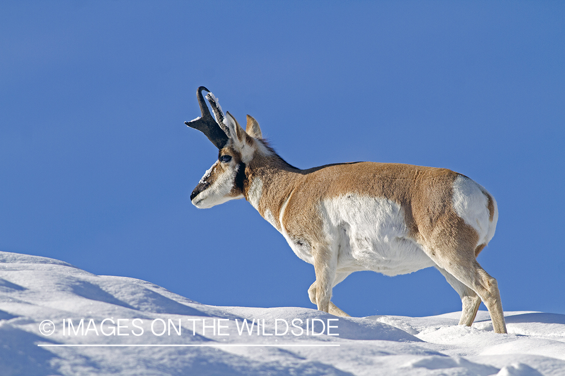 Pronghorn antelope buck in habitat.