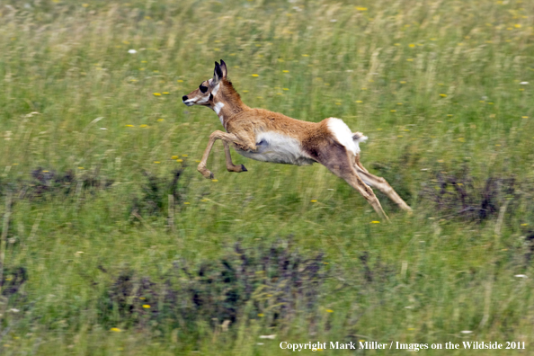 American Pronghorned Antelope fawn running across meadow.