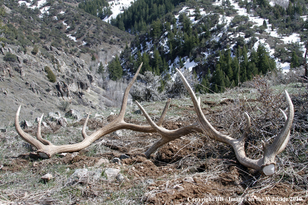 Antler Sheds