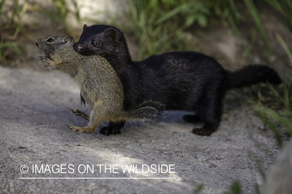 Mink carrying Richardson's ground squirrel.