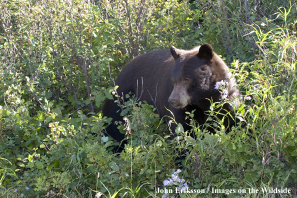 Black bear in habitat.