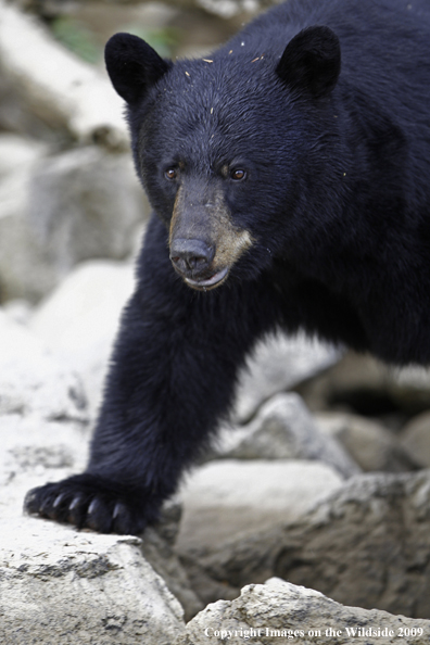 Black Bear in habitat