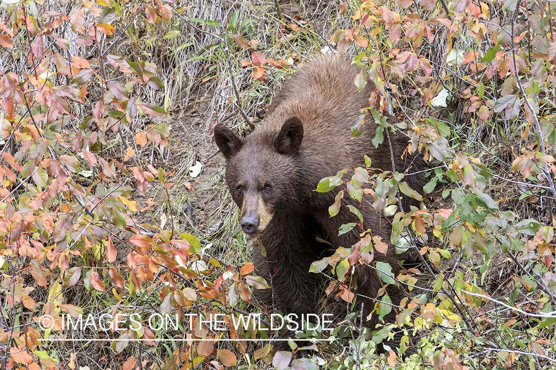 Black bear scavenging for berries. (brown-phase)