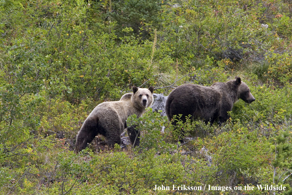 Grizzly sow with cub in habitat.