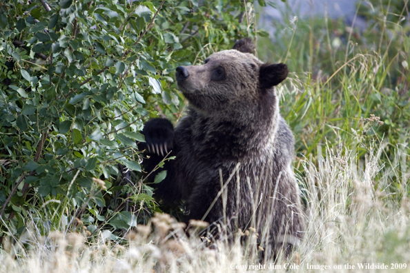 Grizzly bear in habitat