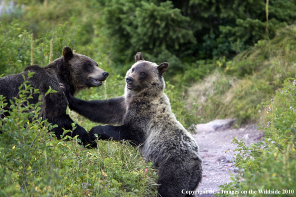 Grizzly bears in habitat. 