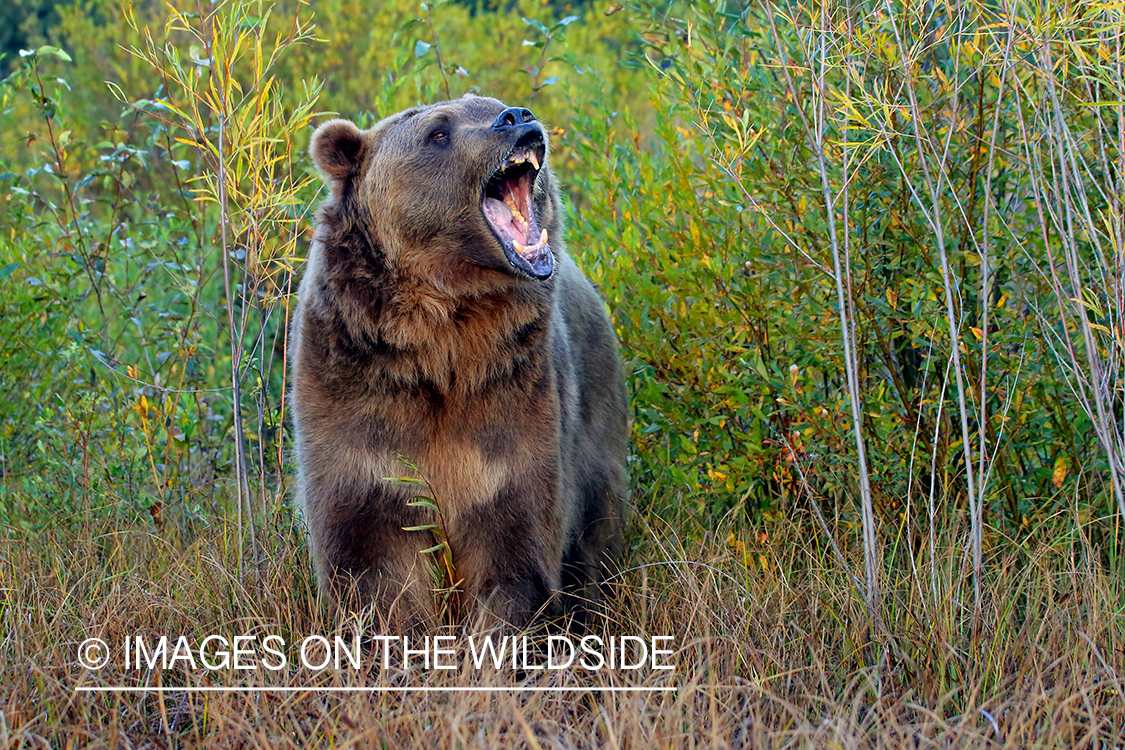 Grizzly Bear in habitat.