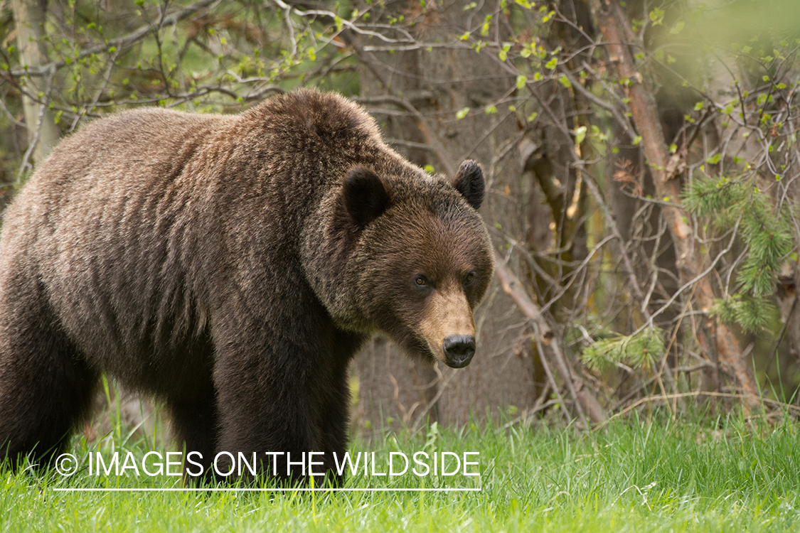 Grizzly bear in habitat.