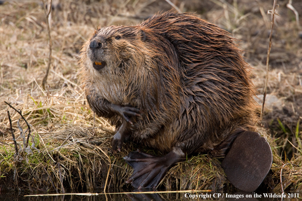 Beaver in habitat. 