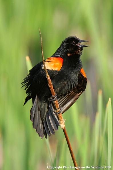 Red-winged Blackbird in habitat. 