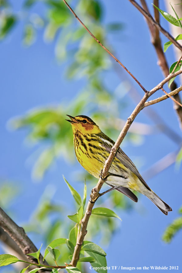 Yellow bird in habitat.