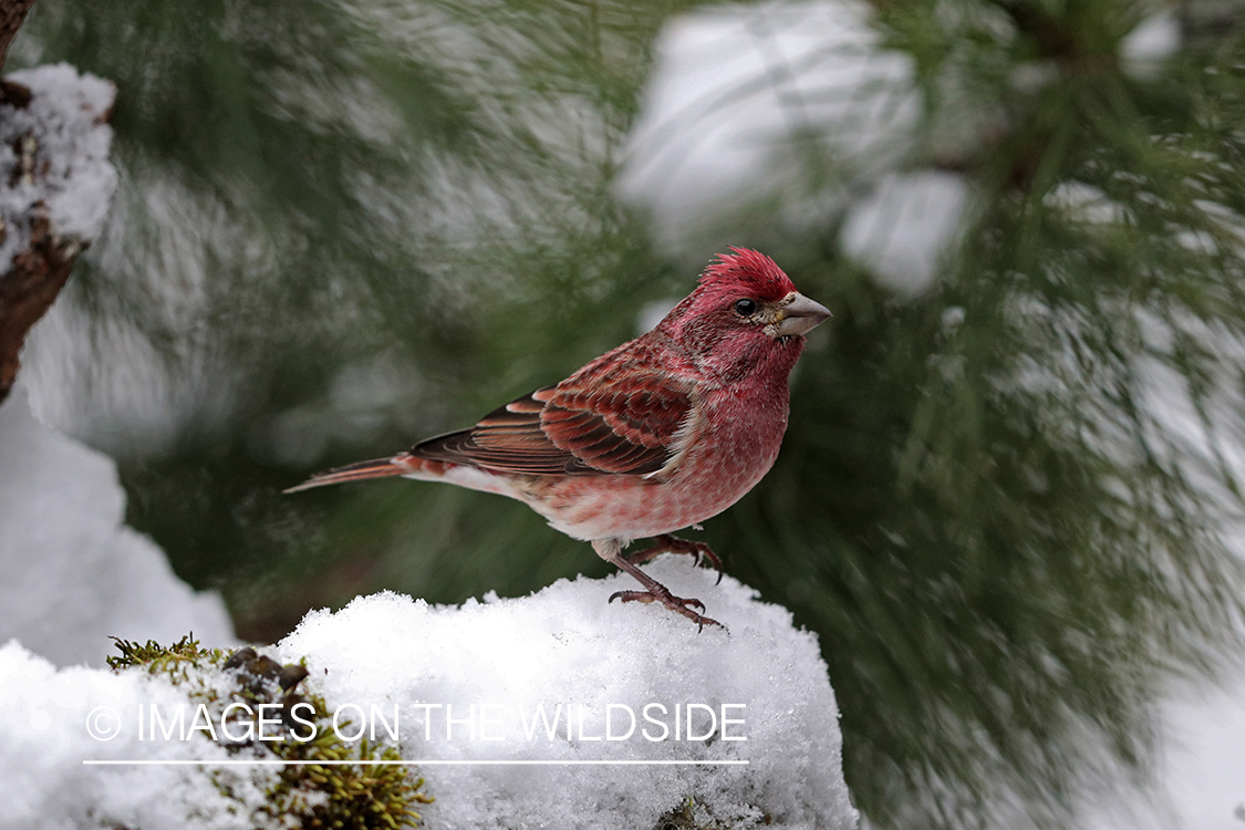 Purple finch in habitat.