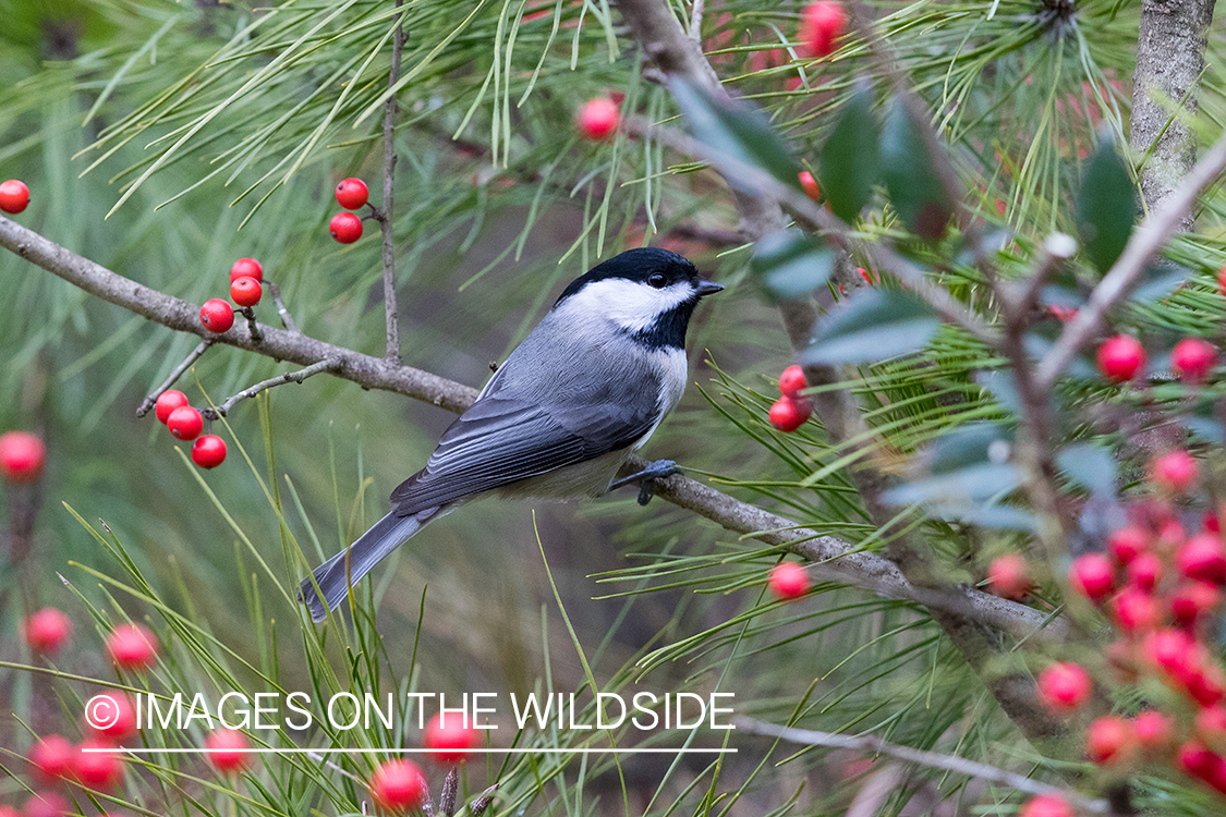 Carolina Chickadee on branch.