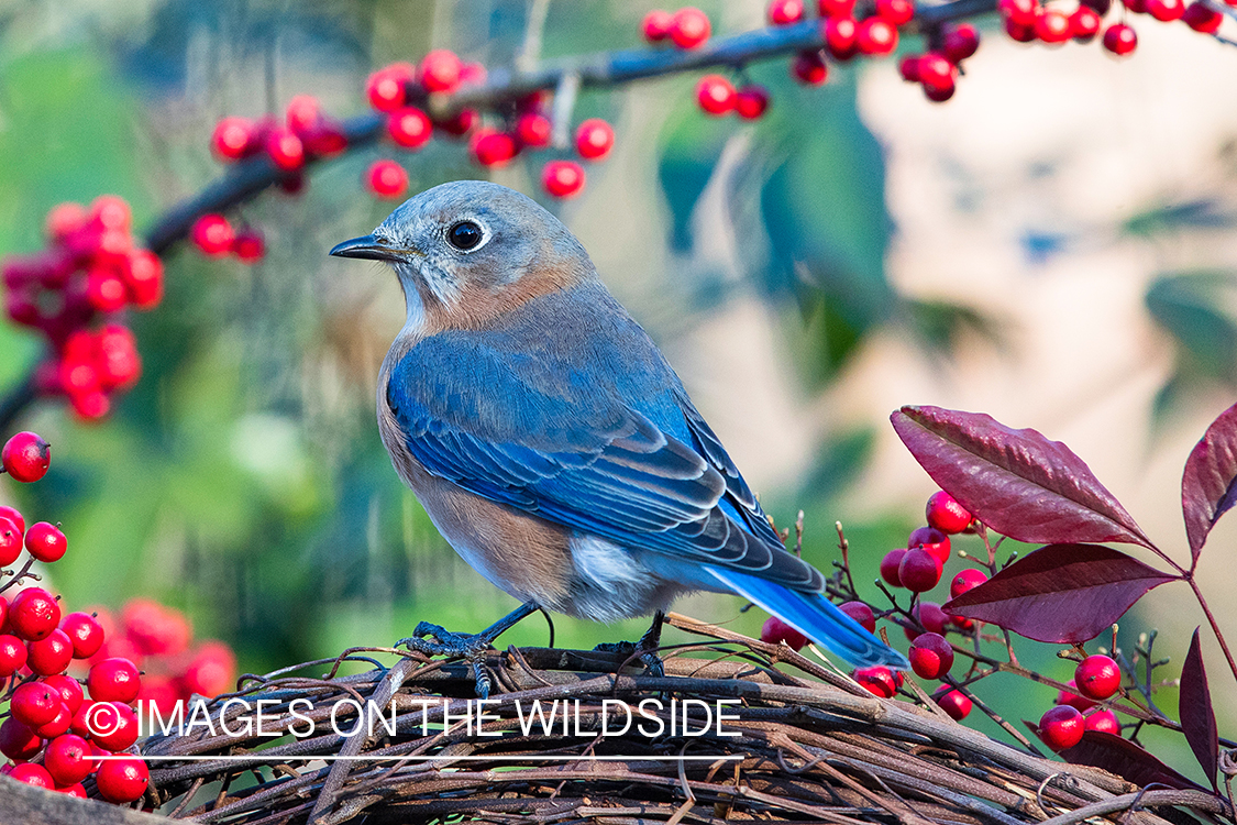 Eastern bluebird on branch.